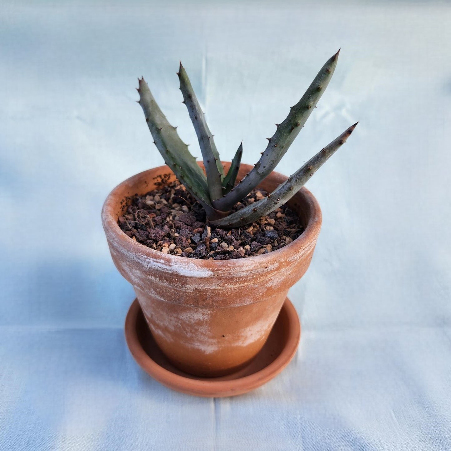 Aloe ferox, "Cape Aloe"