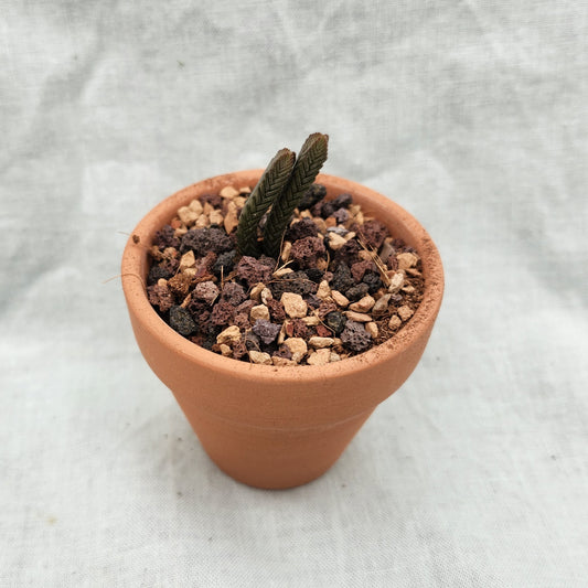 Crassula muscosa, "Watch Chain Cactus"