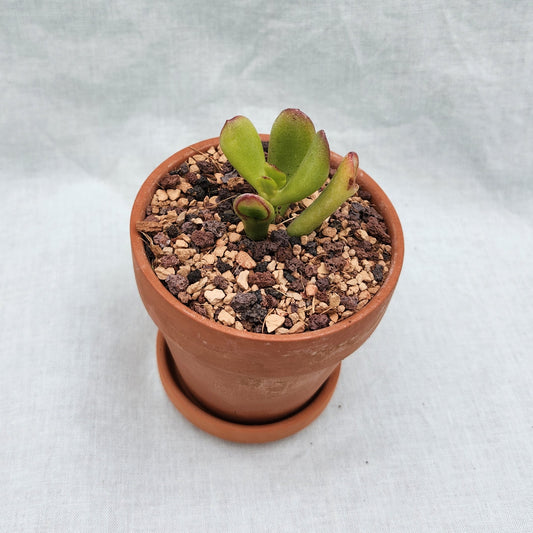 Crassula obliqua Gollum