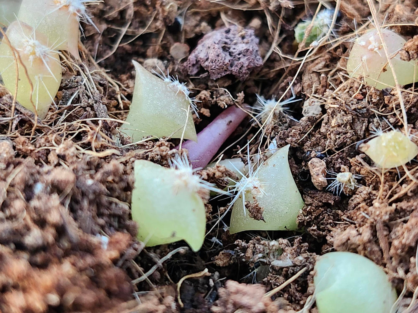 Copper Root Cactus Grow Kit