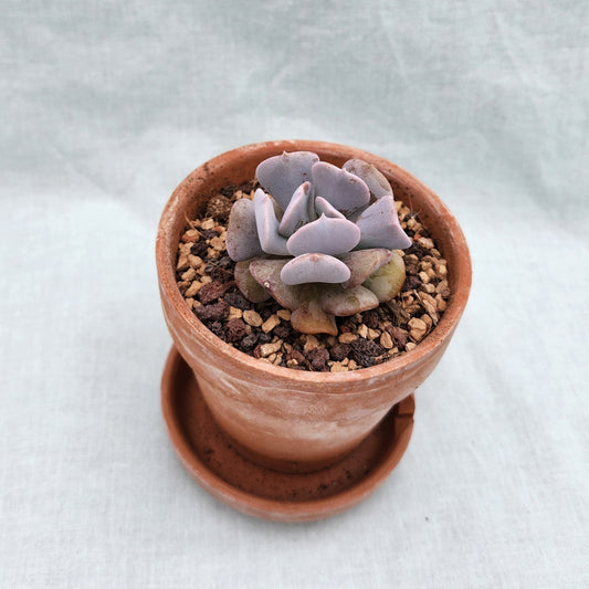 Echeveria Cubic Frost