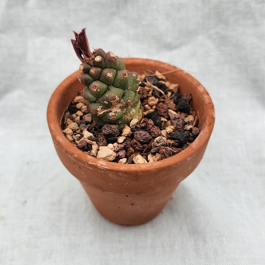 Euphorbia inermis, "Mill Medusa's Head"