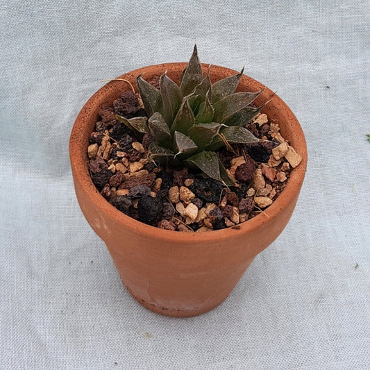 Haworthia Cooperi