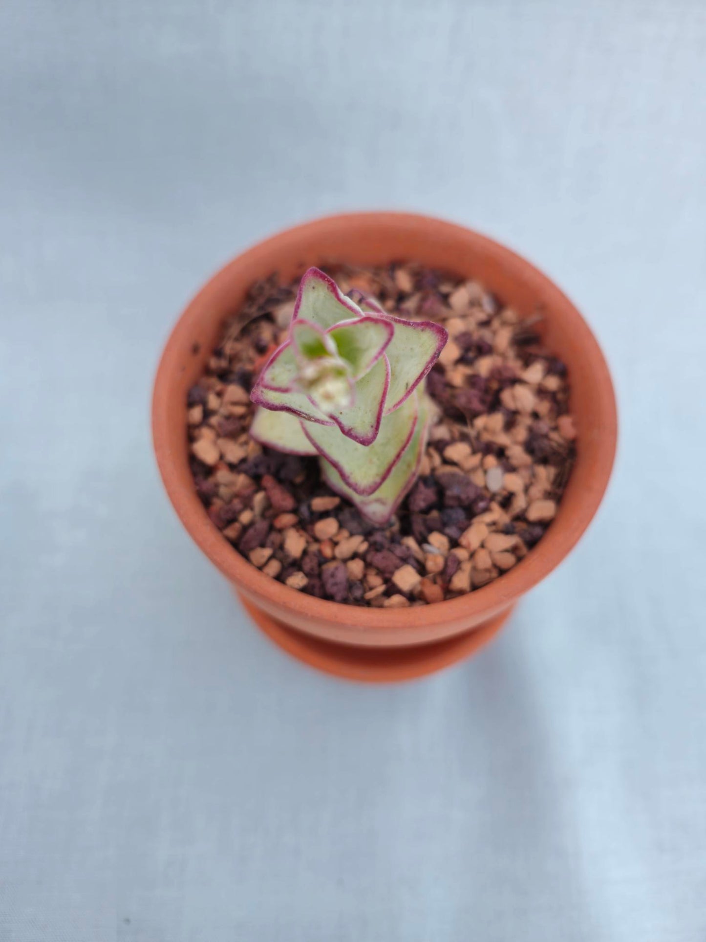 Crassula x perforata, "Ivory Towers"