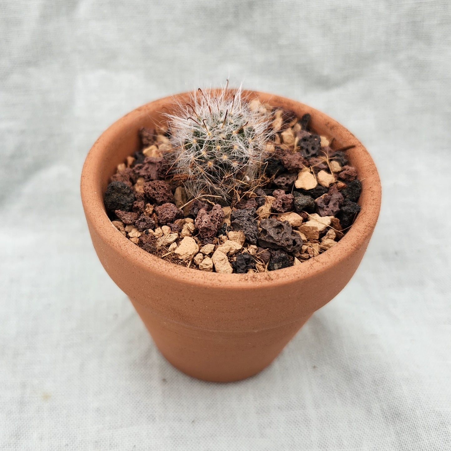 Mammillaria bocasana, "Powder Puff Cactus"