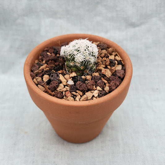 Mammillaria gracilis fragilis, "Thimble Cactus"