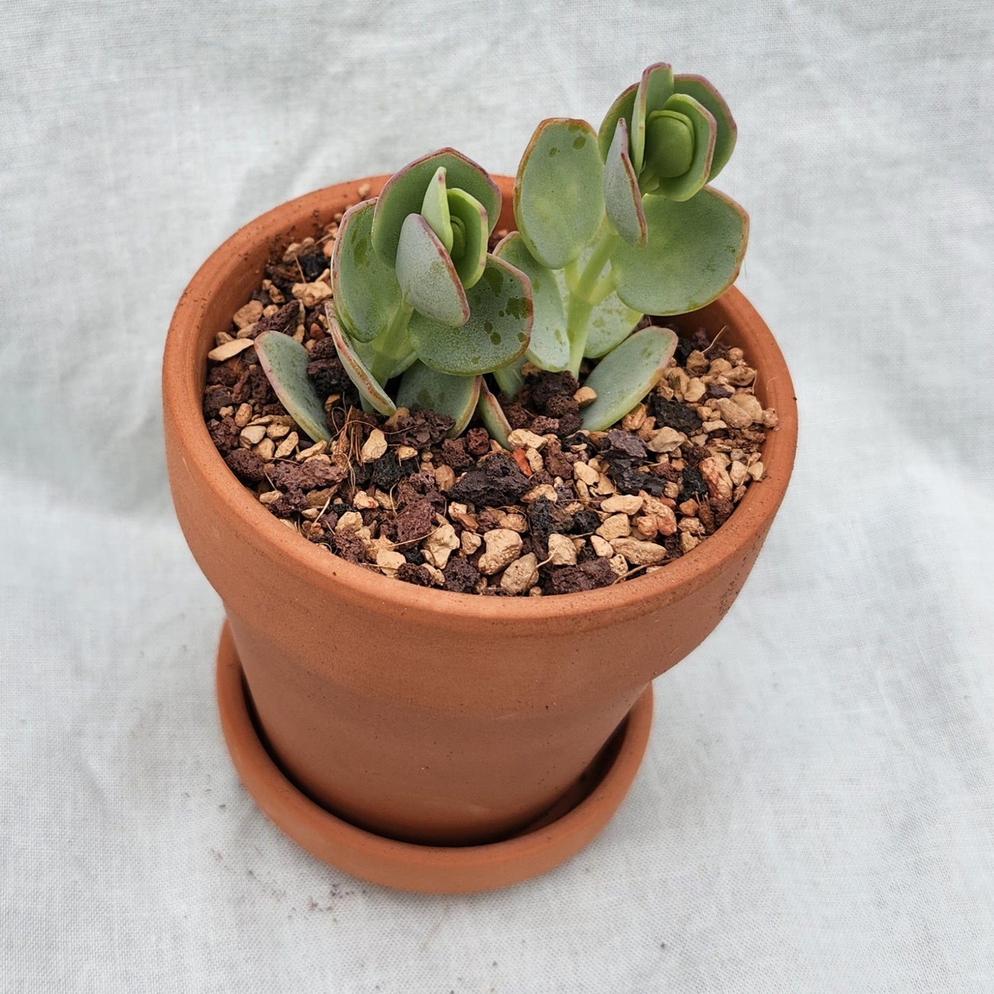 Marnier's Kalanchoe