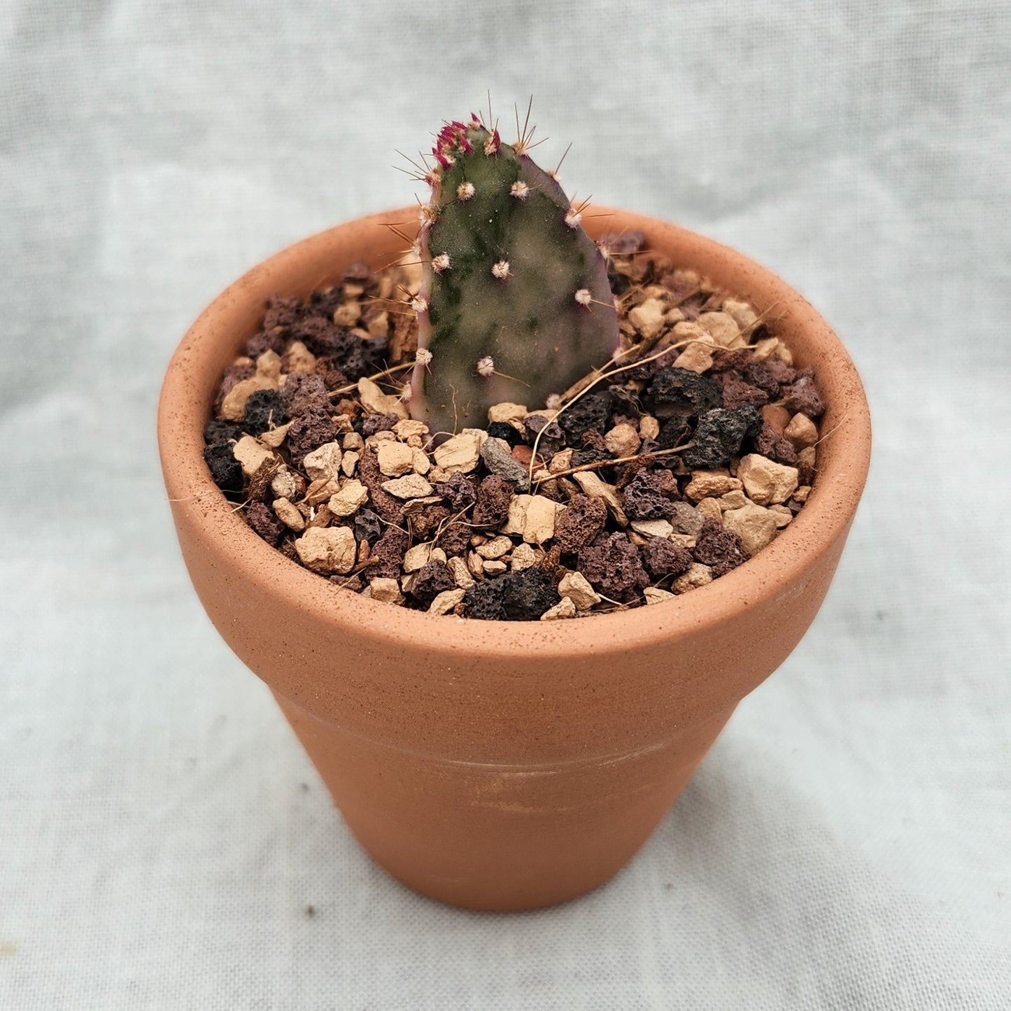 Opuntia monacantha variegata, "Variegated Joseph's Coat"