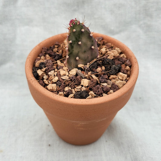 Opuntia monacantha variegata, "Variegated Joseph's Coat"