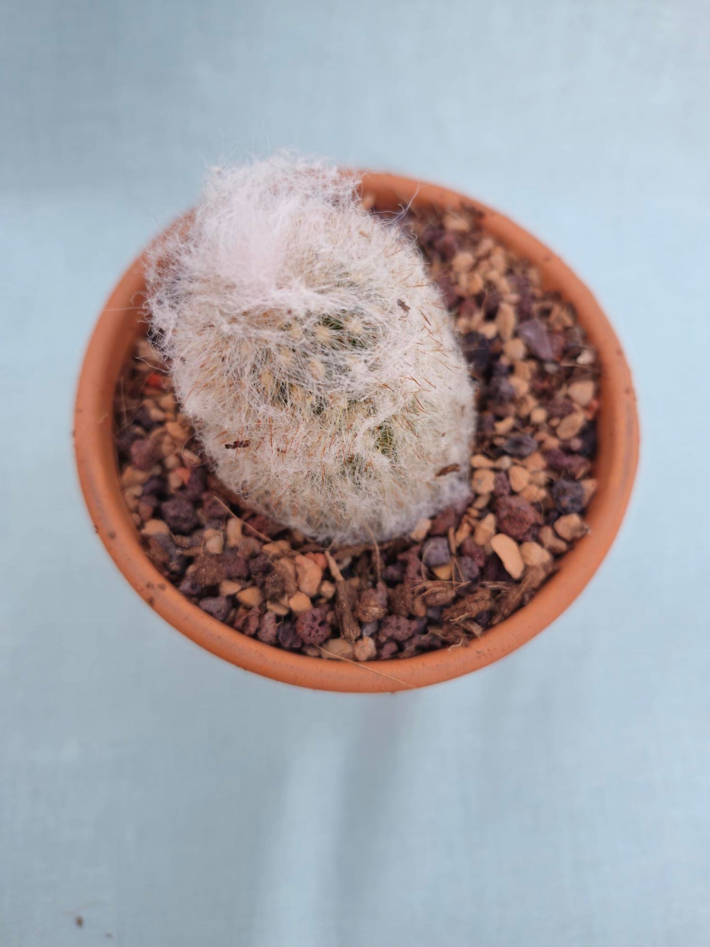 Espostoa melanostele, "Peruvian Old Lady" cactus