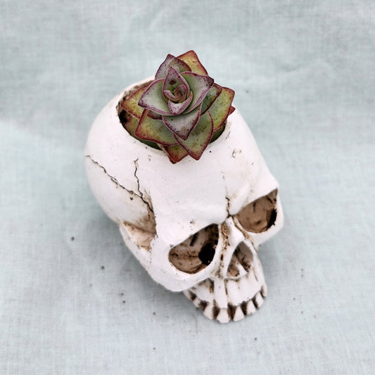 Skull Succulent